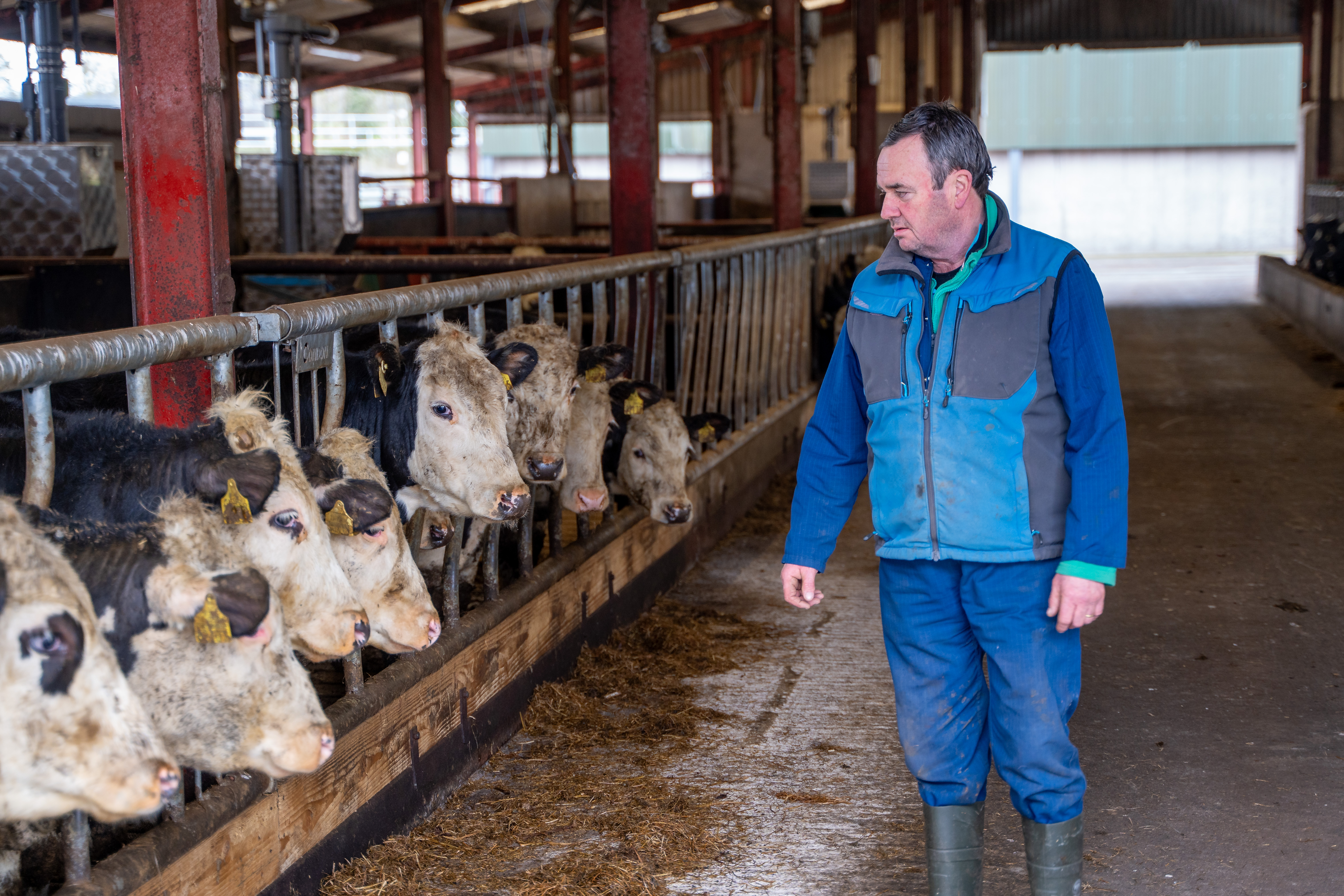 Beef Cattle Facilities